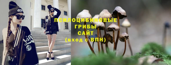 прущие грибы Дмитров